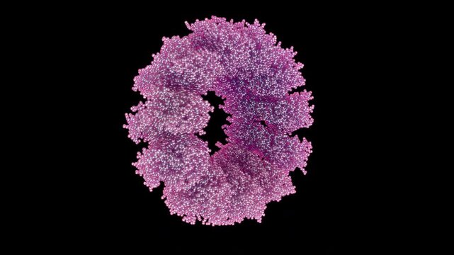 3D animation of rabies virus CVS-11 (Challenge Virus Standard 11) strain undecameric (11-mer) N-RNA complex 360 degree rotate fatal neurotropic pathogen dog saliva transmission via bites or scratches.