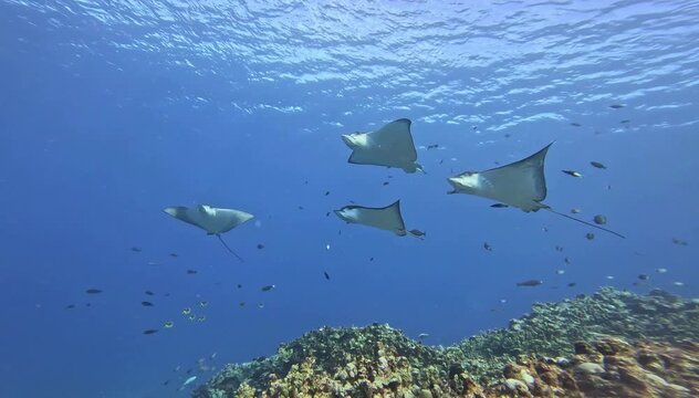 fish in the sea