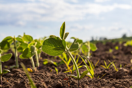 Growing Soybean Plants in a Field During Daytime With Clear Skies and Sunlight Shining Down