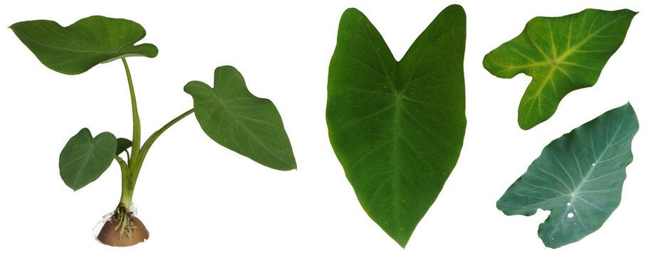 Collection of various elephant ear plant leaves and a small plant with bulb on transparent background for gardening or botany use