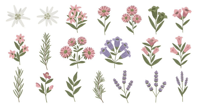 Botanical vector set with edelweiss, lavender, and alpine wildflowers for nature designs and garden graphics
