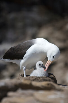 Black-browed albatross preening a chick on the Falkland Islands