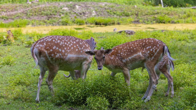 The fallow deer's in a wildlife enclosure
