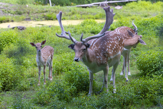 The fallow deer's in a wildlife enclosure