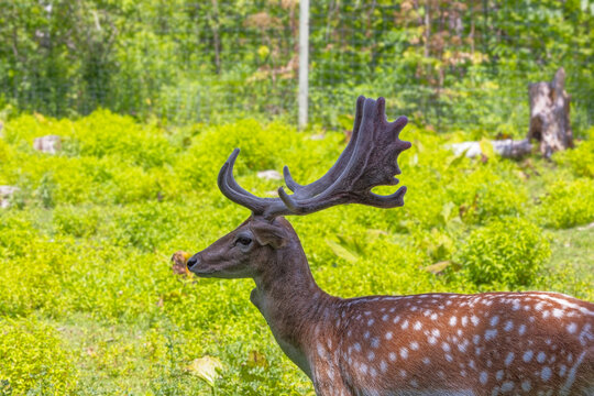 The fallow deer's in a wildlife enclosure