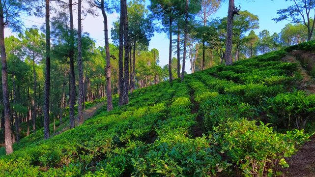 Lush Green Tea Plantation and Pine Forest on a Sunny Hillside