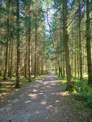 Fototapeta premium germany, mystical forest path through majestic conifer trees illuminated by golden sunbeams creating magical atmosphere