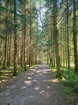 germany, mystical forest path through majestic conifer trees illuminated by golden sunbeams creating magical atmosphere