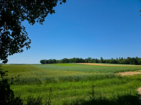 germany, vibrant green meadows and fields stretching towards forest edge beneath flawless deep blue sky