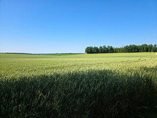 Fototapeta premium germany, endless view across vibrant green grain field beneath magnificent blue sky in rural landscape