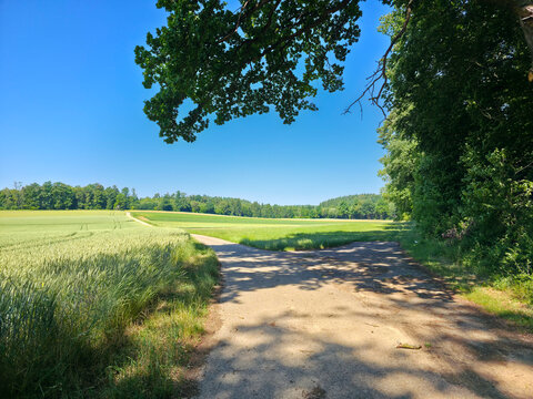 germany, picturesque trail junction through flourishing meadows and forest landscapes offering inspiring route choices