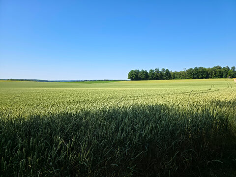 germany, endless view across vibrant green grain field beneath magnificent blue sky in rural landscape
