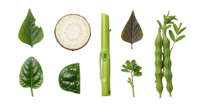 Collection of various fresh vegetables and herbs isolated on transparent background