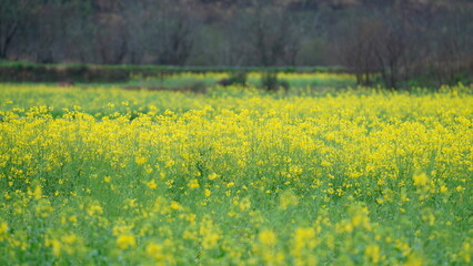 Obraz premium The beautiful countryside view with the yellow rapeseed flowers blooming in the field on the south of the China