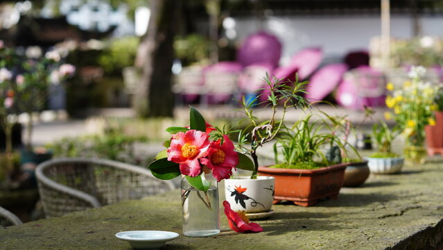 The warm yard view with the colorful flowers on the table in spring