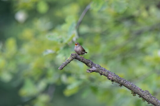 Eurasian Wren Singing on a Branch in Oasi Le Foppe Nature Reserve, Italy