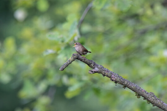 Eurasian Wren Singing on a Branch in Oasi Le Foppe Nature Reserve, Italy