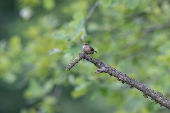 Eurasian Wren Singing on a Branch in Oasi Le Foppe Nature Reserve, Italy