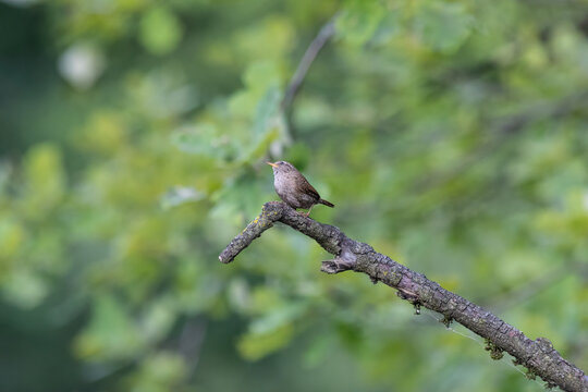 Eurasian Wren Singing on a Branch in Oasi Le Foppe Nature Reserve, Italy