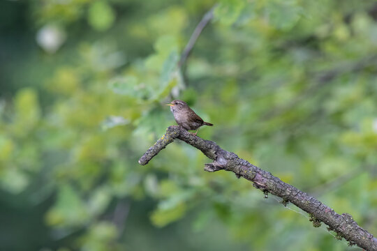 Eurasian Wren Singing on a Branch in Oasi Le Foppe Nature Reserve, Italy