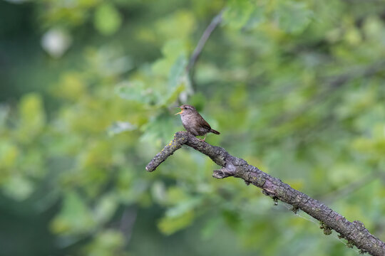 Eurasian Wren Singing on a Branch in Oasi Le Foppe Nature Reserve, Italy