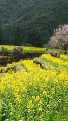 Obraz premium The beautiful countryside view with the yellow rapeseed flowers blooming in the field on the south of the China