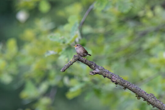 Eurasian Wren Singing on a Branch in Oasi Le Foppe Nature Reserve, Italy