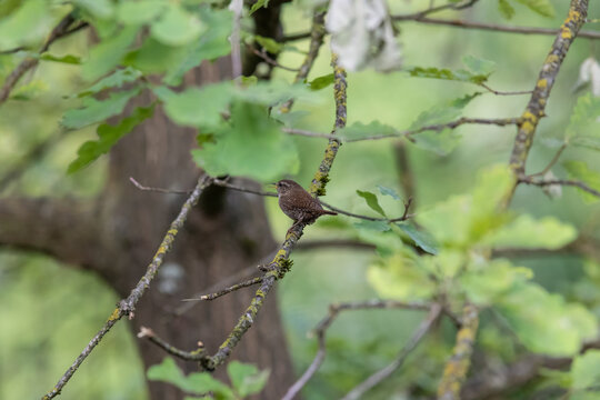 Eurasian Wren Singing on a Branch in Oasi Le Foppe Nature Reserve, Italy