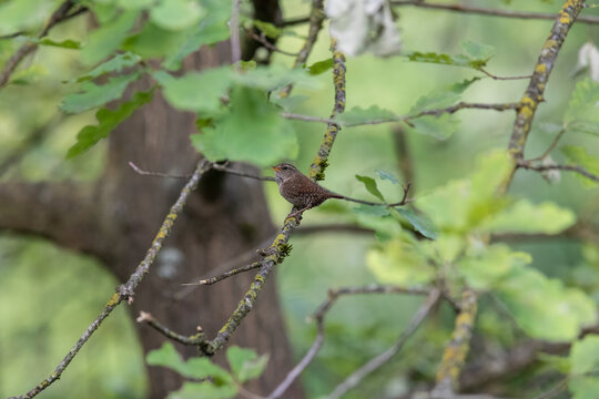 Eurasian Wren Singing on a Branch in Oasi Le Foppe Nature Reserve, Italy