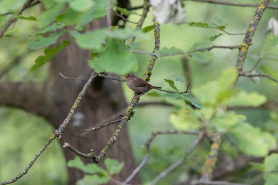 Eurasian Wren Singing on a Branch in Oasi Le Foppe Nature Reserve, Italy