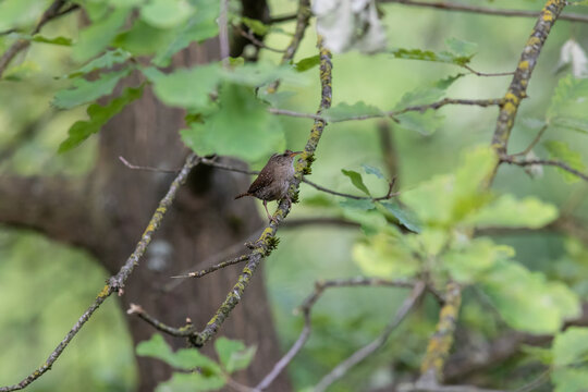 Eurasian Wren Singing on a Branch in Oasi Le Foppe Nature Reserve, Italy