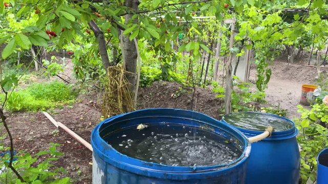 Water flowing from a gutter on a rainy day and collecting in a blue barrel. Stock footage featuring the concepts of sustainable living, water conservation, and garden irrigation.