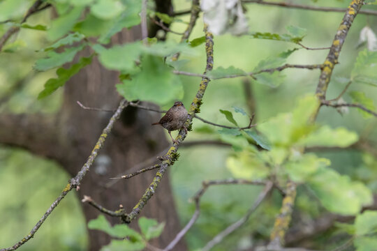 Eurasian Wren Singing on a Branch in Oasi Le Foppe Nature Reserve, Italy