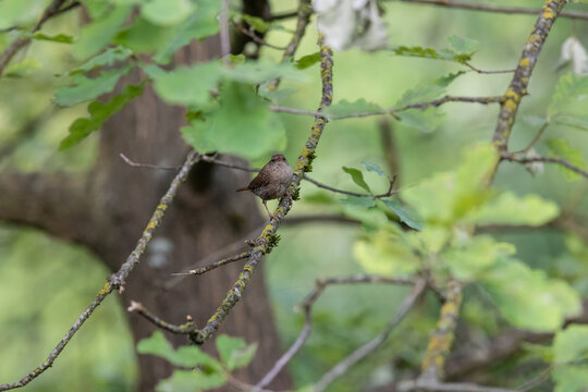 Eurasian Wren Singing on a Branch in Oasi Le Foppe Nature Reserve, Italy