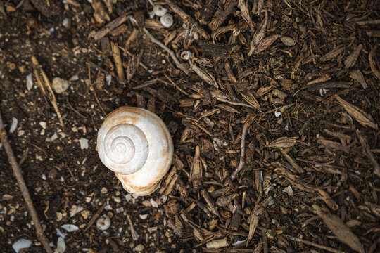 Spiral seashell on natural driftwood background