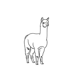 Fototapeta premium A black outline sketch displays a standing llama creature perfect for children coloring activities and educational books about farm animals living in high mountain regions across the South