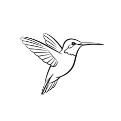 Fototapeta premium Hummingbird contour sketch showing delicate wings in motion while the bird glides gracefully in the air symbolising freedom and nature exploration for creative projects needing an artistic avian
