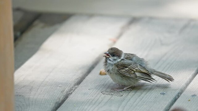 Baby Sparrow Begging Other Bird for Food on Wooden Floor