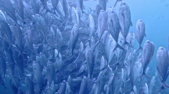 タイのタオ島チュンポンピナクルでダイビング中に遭遇した数千匹のギンガメアジの大群