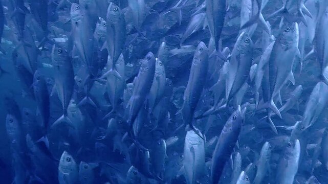 タイのタオ島チュンポンピナクルでダイビング中に遭遇した数千匹のギンガメアジの大群