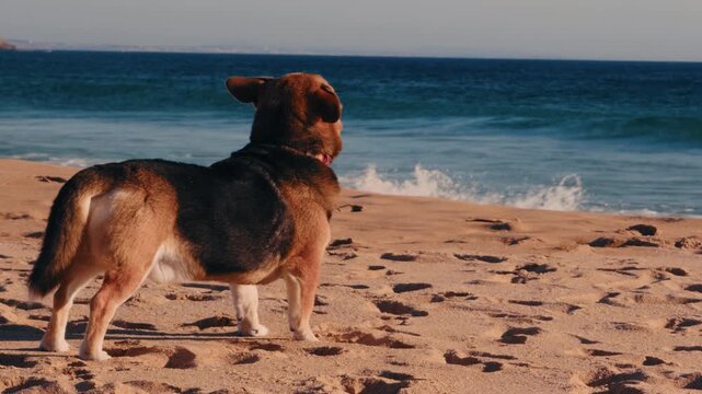 Dog standing on beach watching ocean surfers at sunset.

Full body view of a corgi mix enjoying beach life while observing surfing activity in the Atlantic Ocean during golden hour.