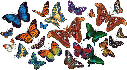 Detailed Beautiful Butterflies and Moths Vector Illustration Collection with Monarch Swallowtail Peacock Atlas Moth and Emerald Swallowtail Species for Nature Designs © Galib