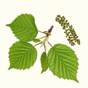 Oval alder leaves and small woody cones with catkins isolated on white background, riparian nitrogen-fixing tree botanical close-up