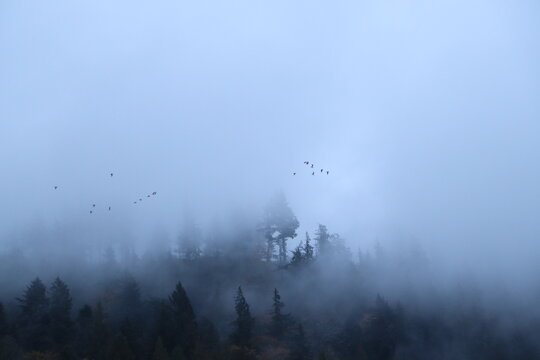 Moody Mist above PNW Trees with Birds