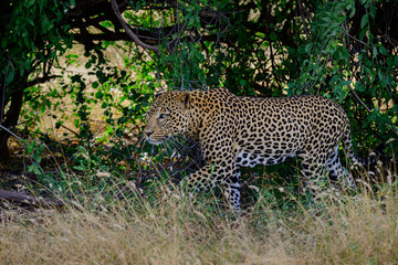 Leopard Walking in the Jungle © MATRISHVABHASKAR