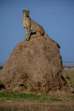 Cheetah on the termite mound