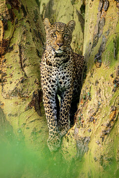 leopard in the tree