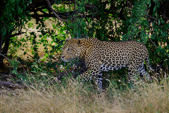Leopard Walking in the Jungle