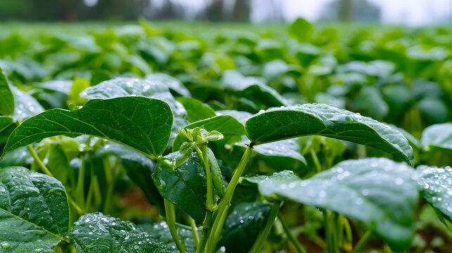 A flourishing bean farm scene showing lush green plants covered in morning dew
