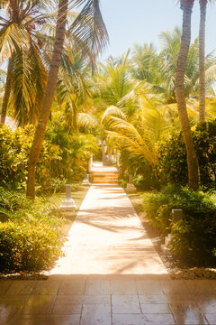 Corridor bordered by palm trees between resort buildings